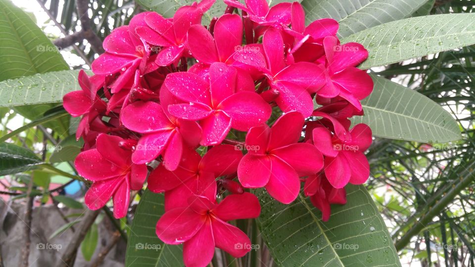 Gorgeous hot Red frangipani flower