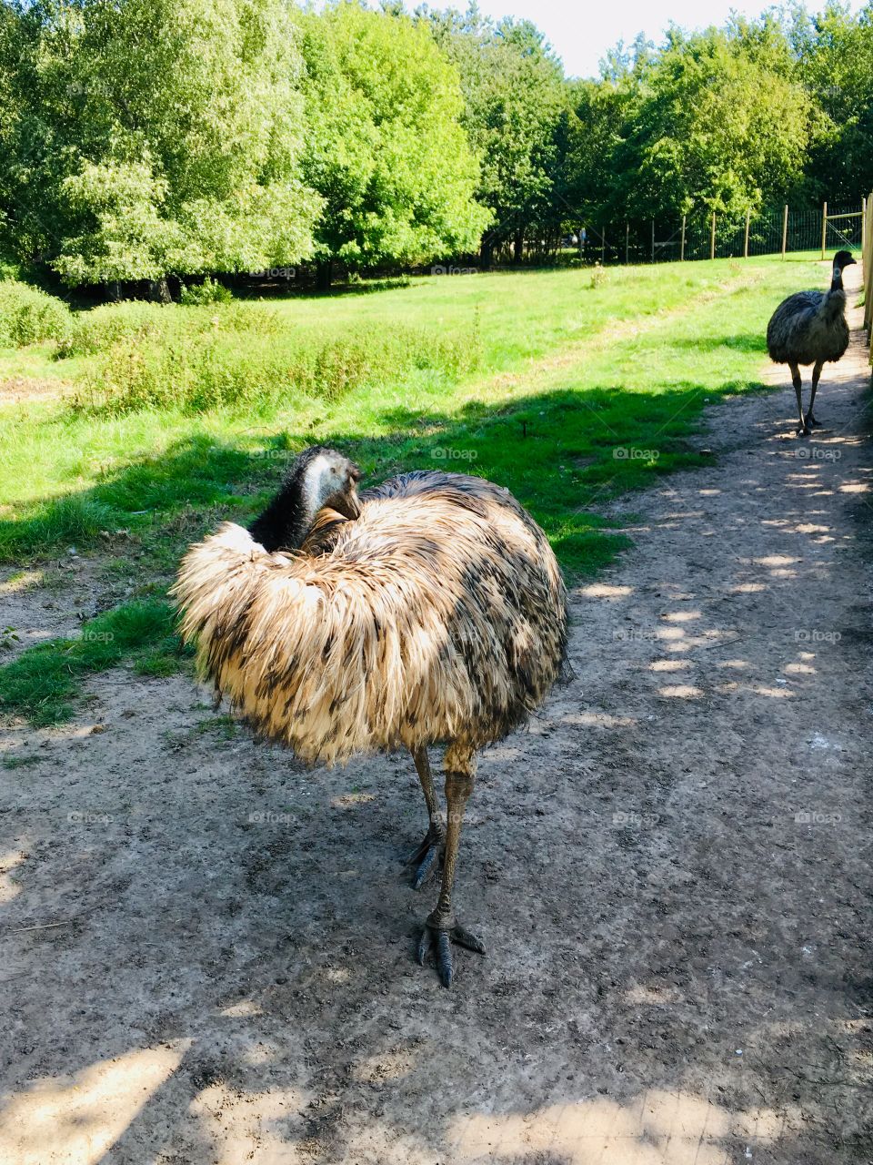 Ostriches 