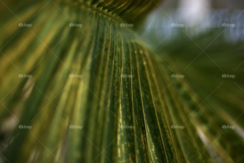 Leaf of palm