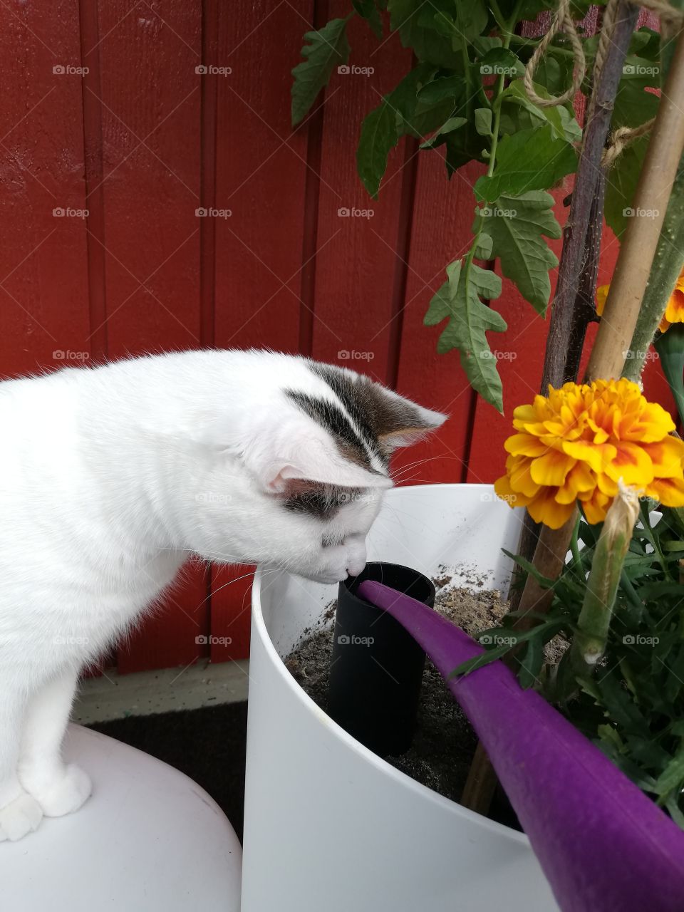 A kitten sniffing a violet pitcher and a black tube. A tomato and an orange marigold in the soil in the jar. Background a red wall.