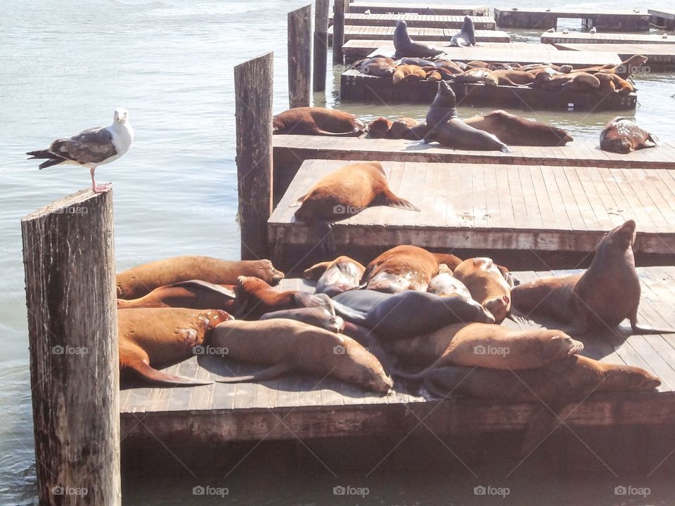 Seals and seagull on pier