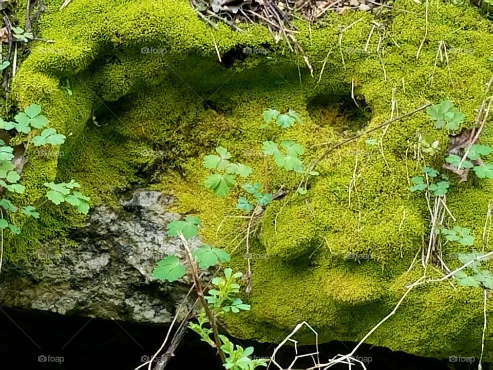 Close-up of moss on rock