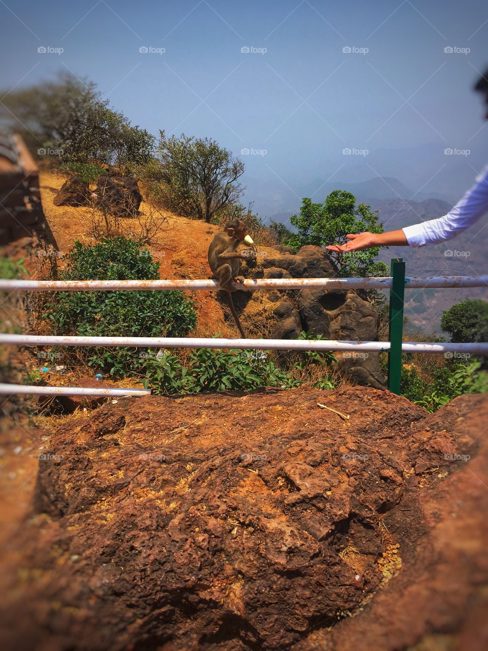 Monkey eating ice cream