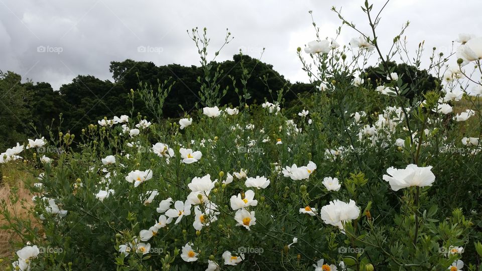 White wildflowers, before summer heat dries them out