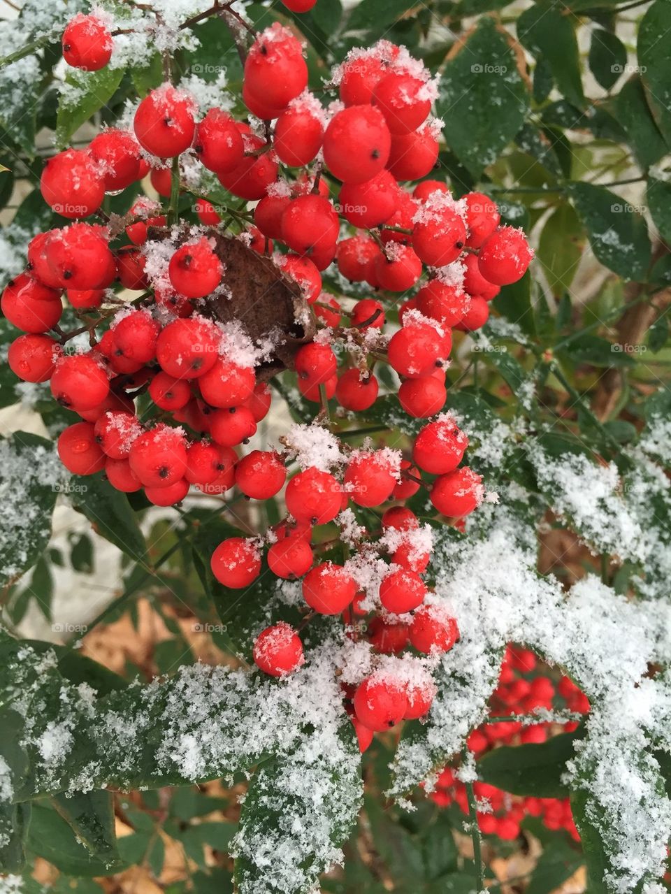 Winter Wonderland Berries