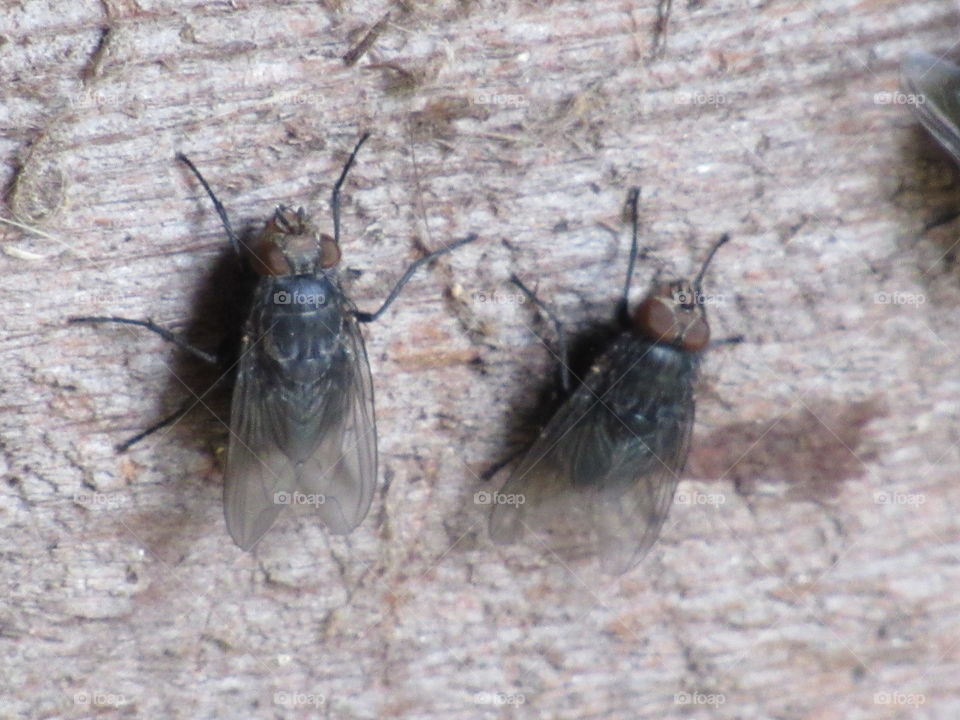 Animal, Insect, Wildlife, Nature, Fly