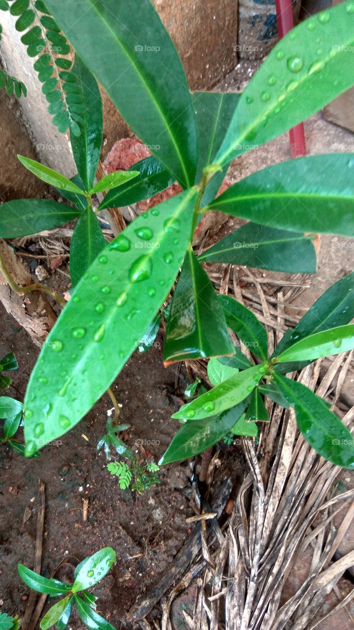 Rain in the leaf