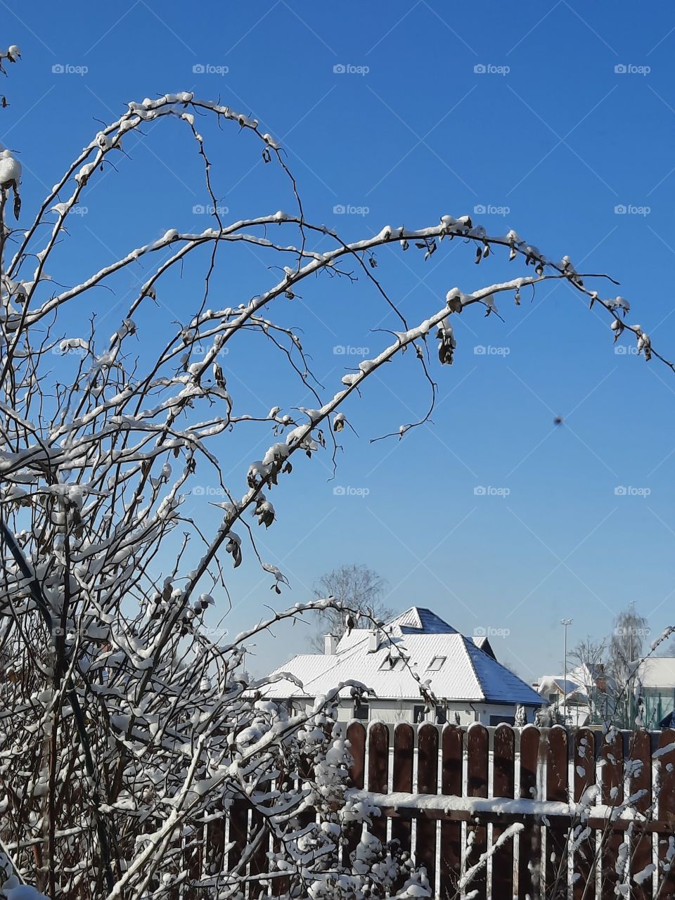 winter garden after snowfall  - sunlit snow covered shoots of climbing rose against blue sky