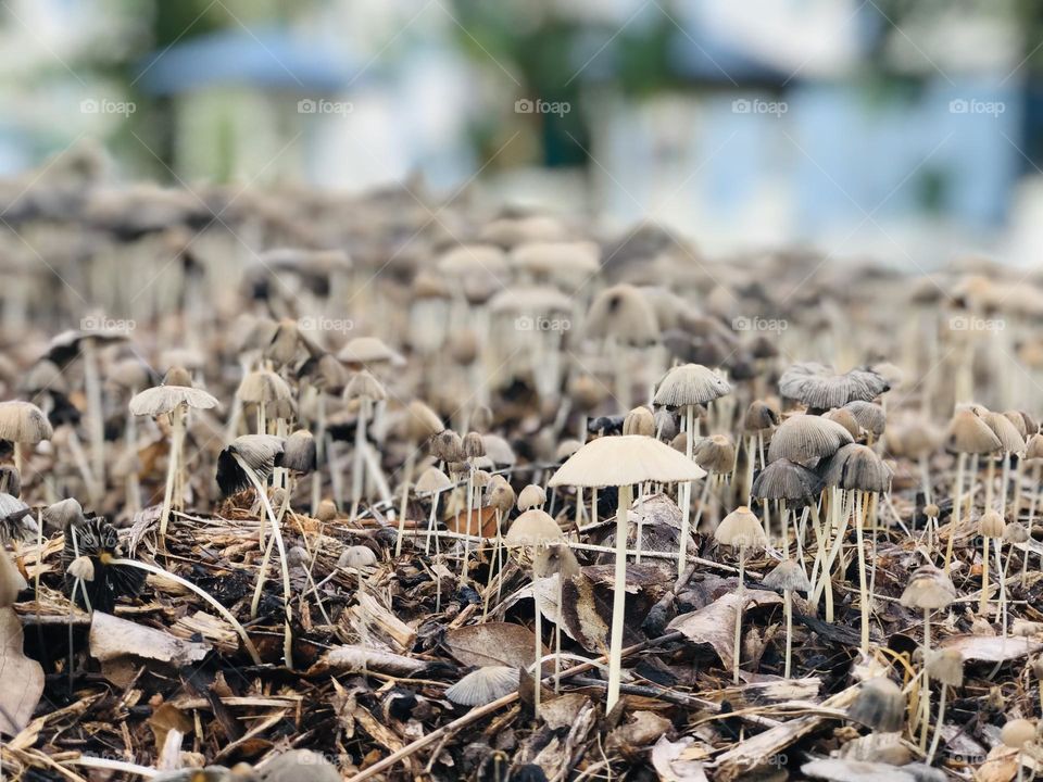 A single fresh white and tall mushroom separated and portraited from other millions of mushrooms.