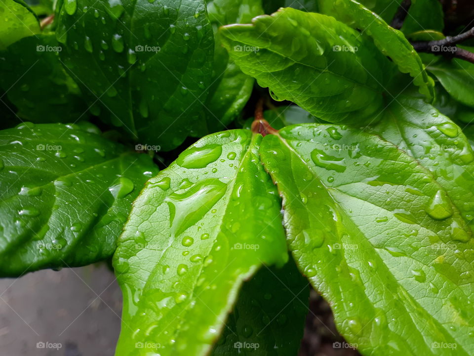 Leaves after Rain