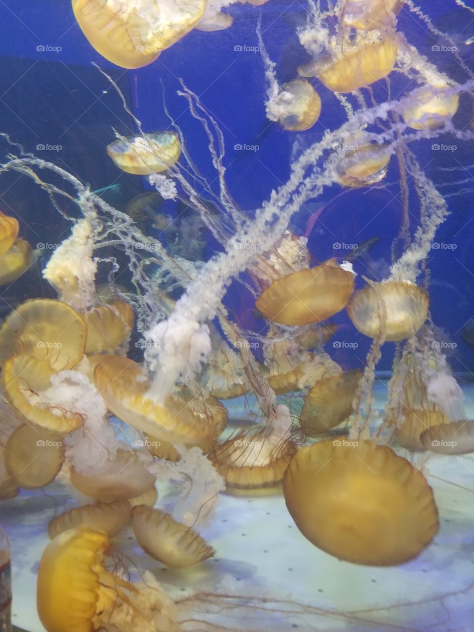 Jelly fish aquarium
