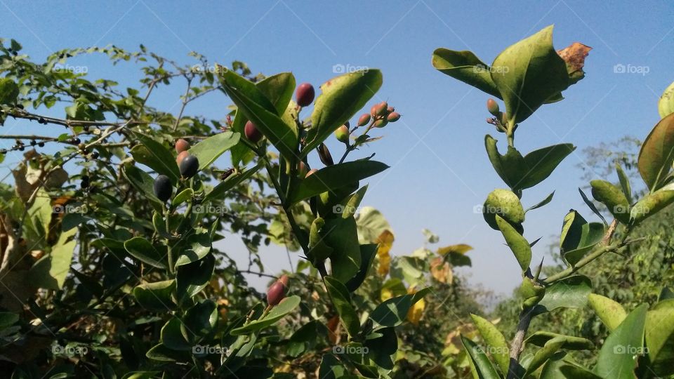 the beautiful plant which laden very delicious wild fruit which we get a lot of nutrition in food.This plant is found in Jharkhand state of India.