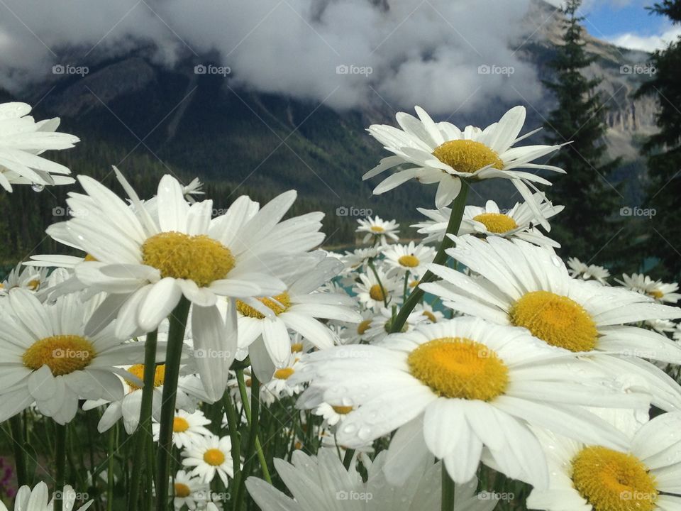 Flowers in Field 