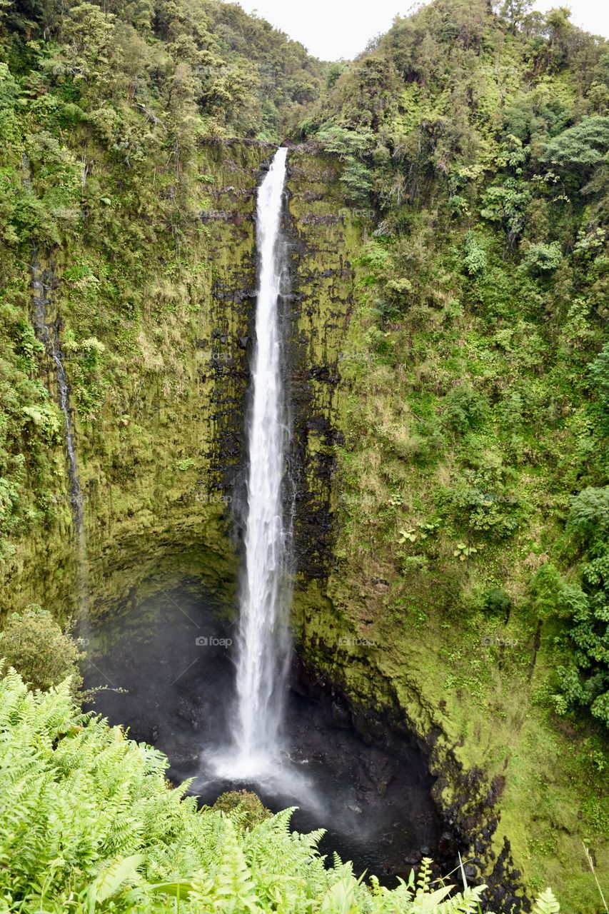 Akaka Falls, a 442-foot waterfall, located in Honomu on the Big Island of Hawaii.