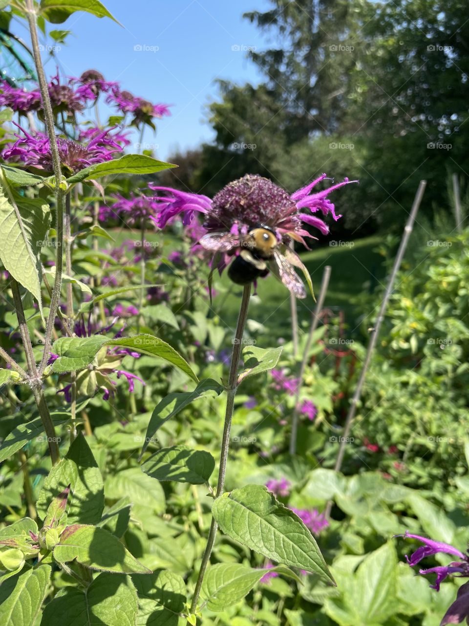 Bombus on beebalm