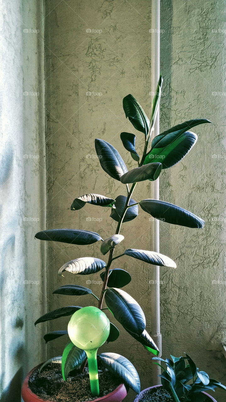 indoor plant ficus brings joy