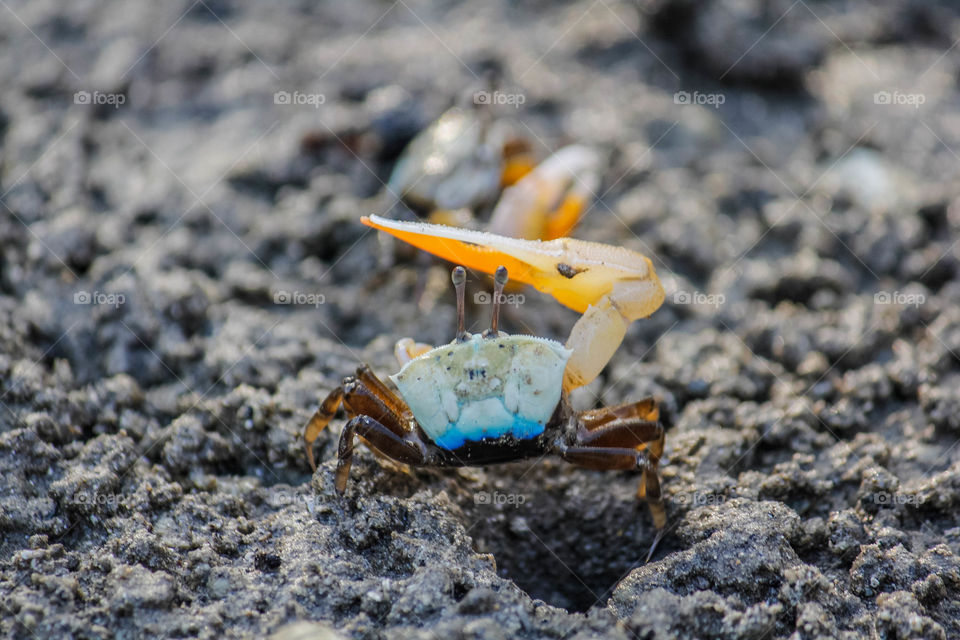 fiddler crab