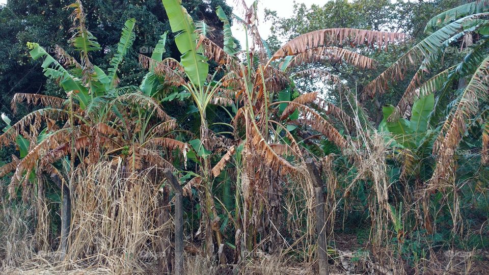 View of banana trees on field