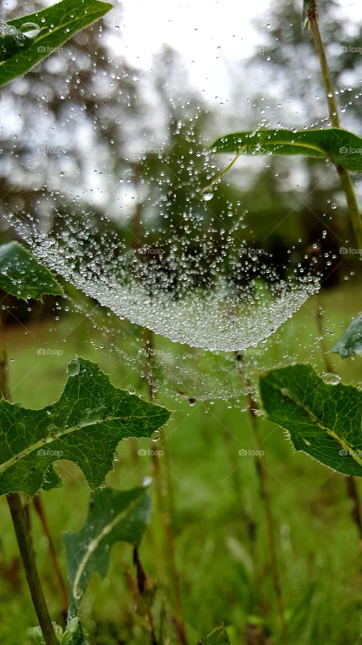 Wet webs
