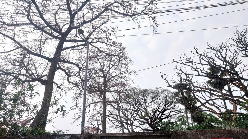 Some trees are standing without leaves. Cloudy sky is seeing. It creats a fantastic environment.