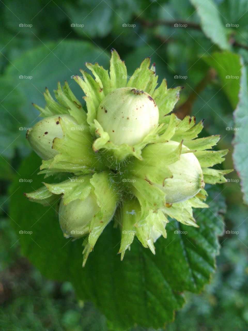 Hazelnuts on the tree