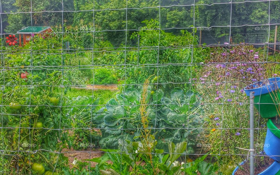 Gated Garden. Shared Community Garden