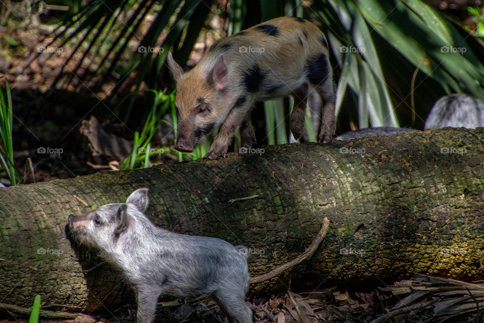 Piglets along silver river