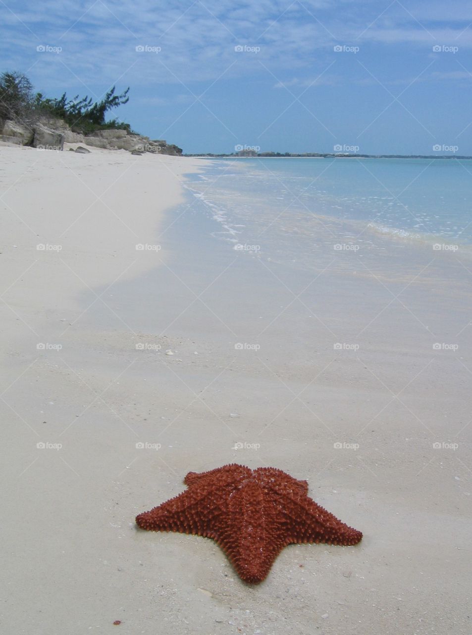 Starfish