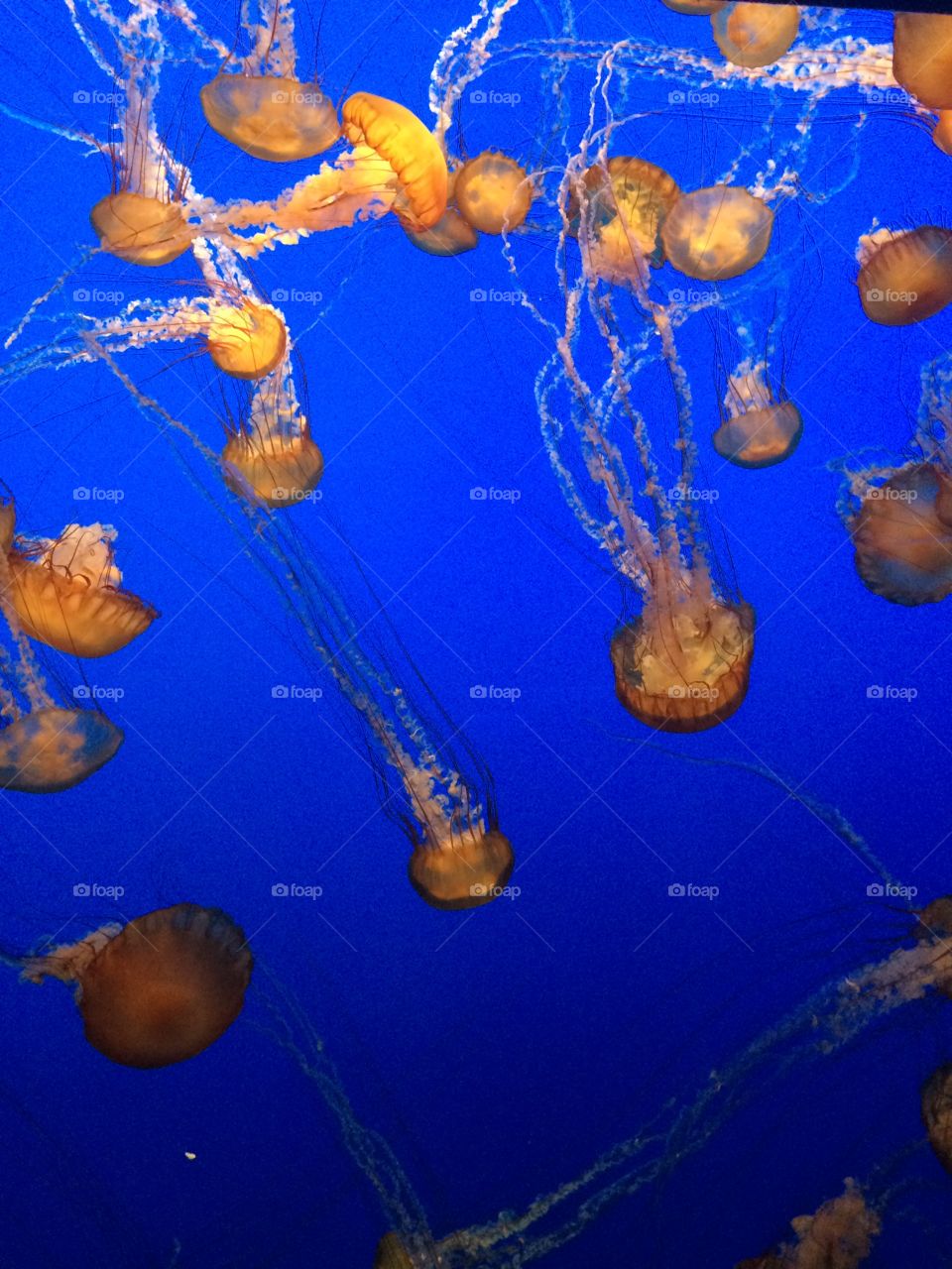 Jellyfish. Jellyfish photo in Monterey Bay Aquarium, CA