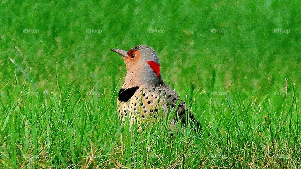 Flicker hiding in the grass