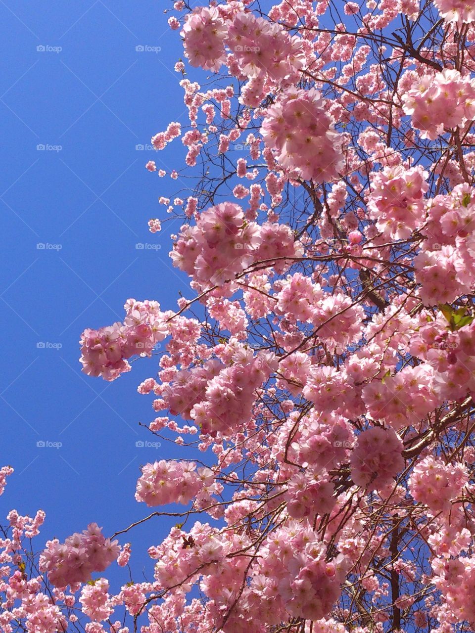 cherry tree blossom