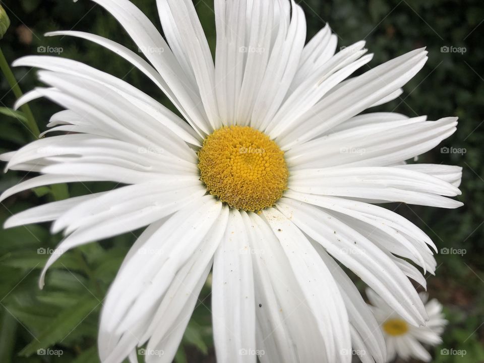 Single white Daisy blooming towards the sun