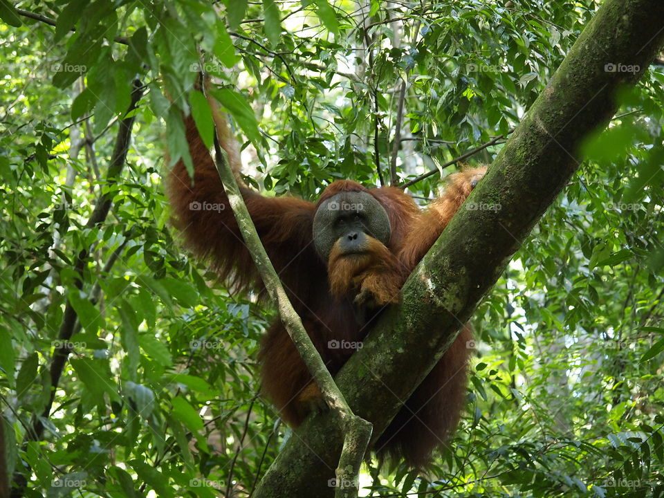 Orangutang in the North Sumatra