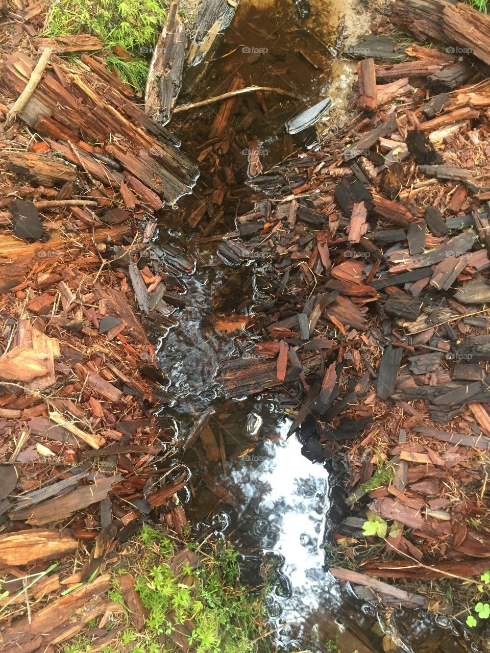 Ручей в лесу 