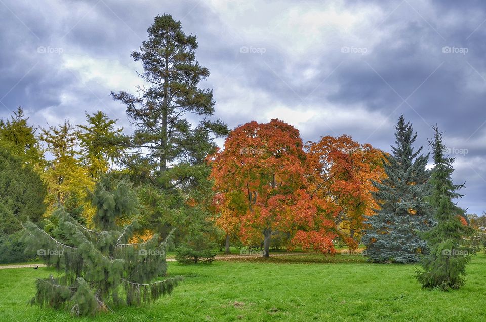 Tree, Fall, No Person, Nature, Leaf