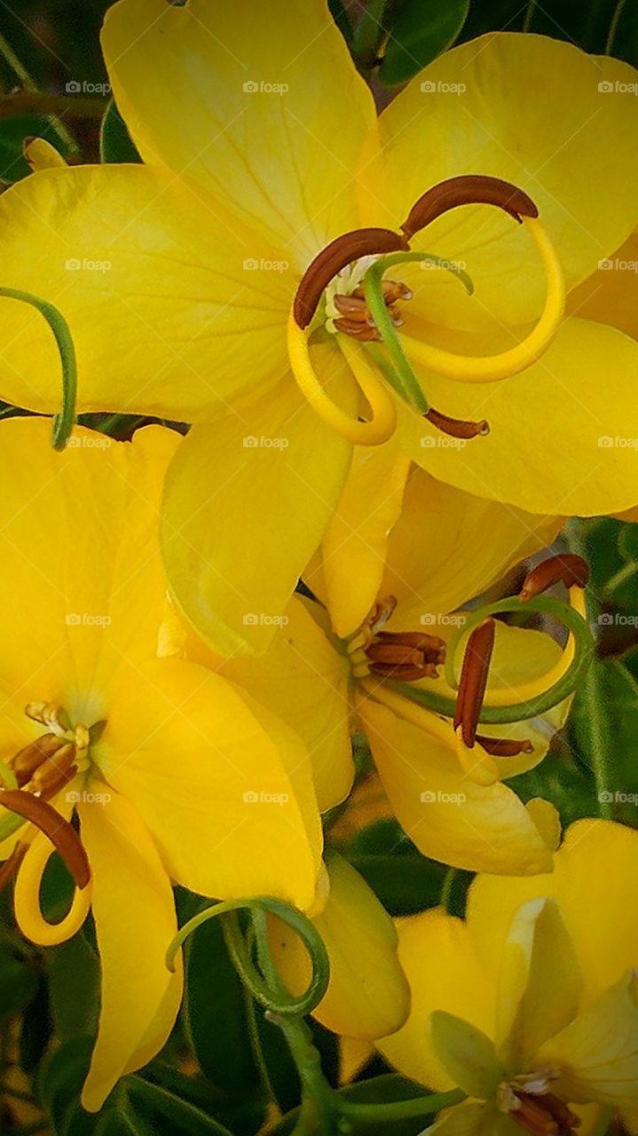 very yellow closeup of flowers
