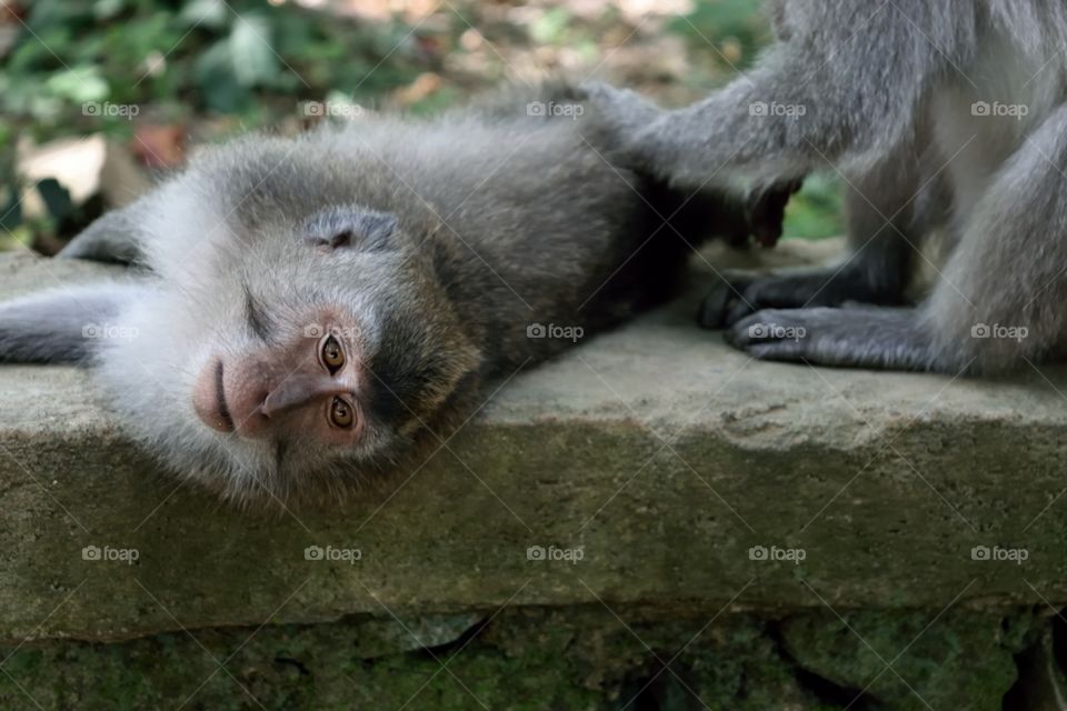 Lazy balinesian monkey enjoys a massage