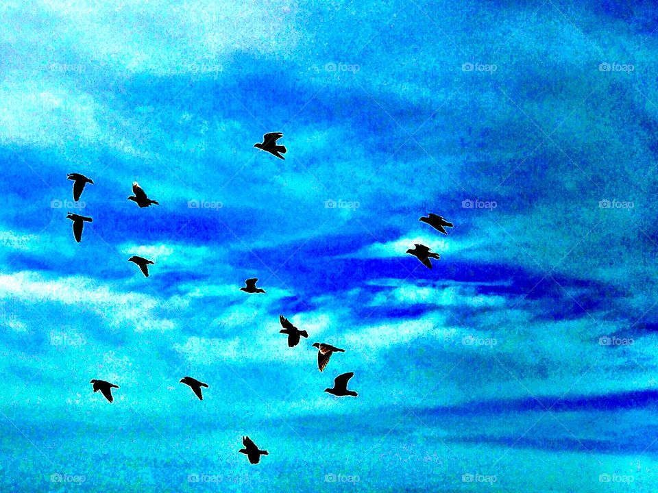 Birds in flight in Spanish sky
