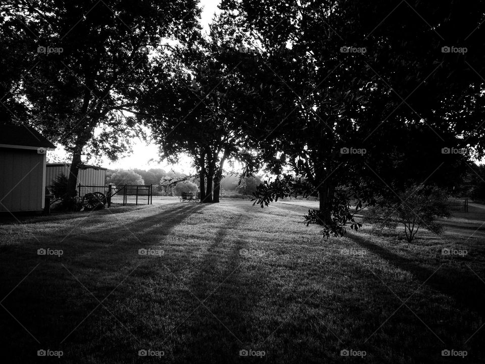 Countryside with trees grass barn shed with long shadows in black & white with silhouettes