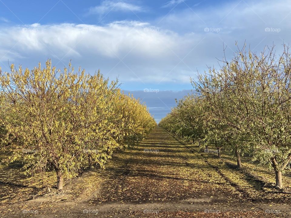 Apple orchards in Autumn