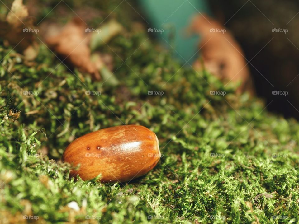 One acorn lies on moss