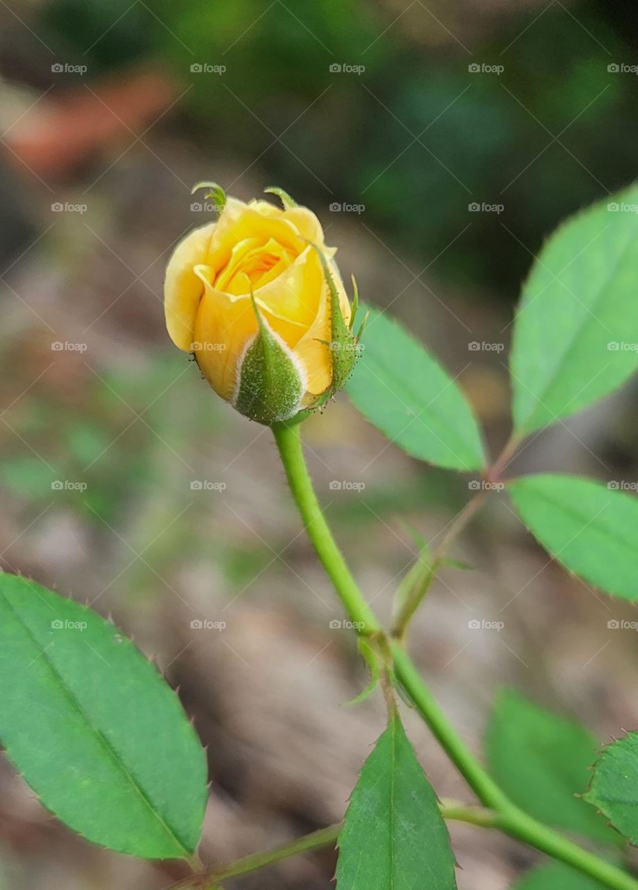 blooming yellow rose; a budding friendship