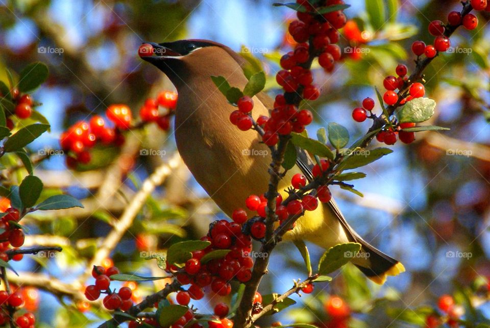 Waxwing eating