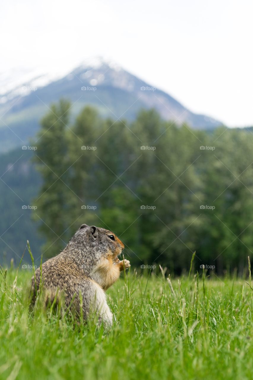Prairie dog in an alpine meadow in Canada's Rocky Mountains, he is on his haunches in foreground with snowy mountain blurred in background