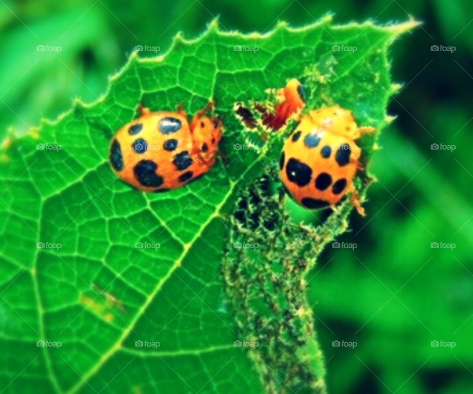 Ladybugs munching on pumpkin vines 