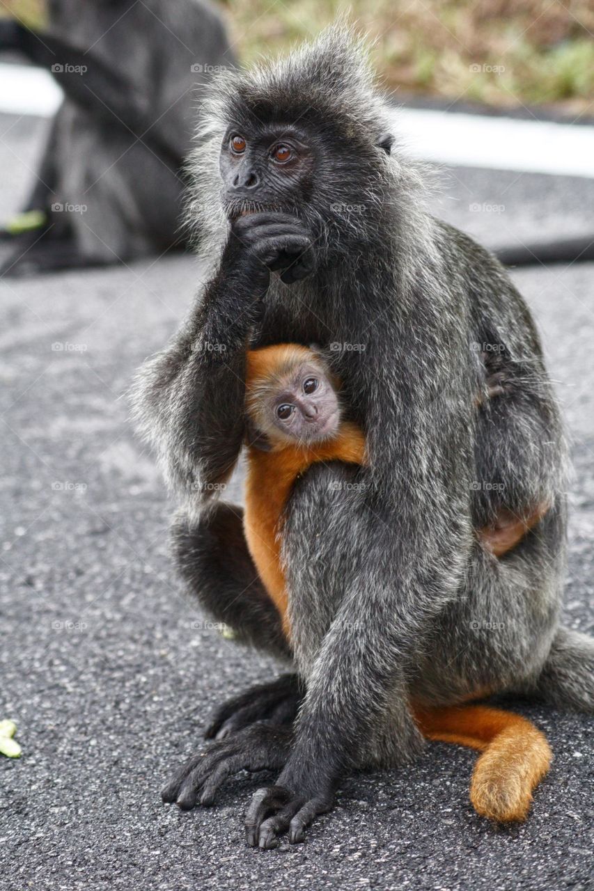 A Silver-leaf langur with its orange baby monkey in Kuala Selangor at the monkey hill in Malaysia. The baby monkeys of silver-leaf langurs are of bright orange and only change their colour later at one year old.