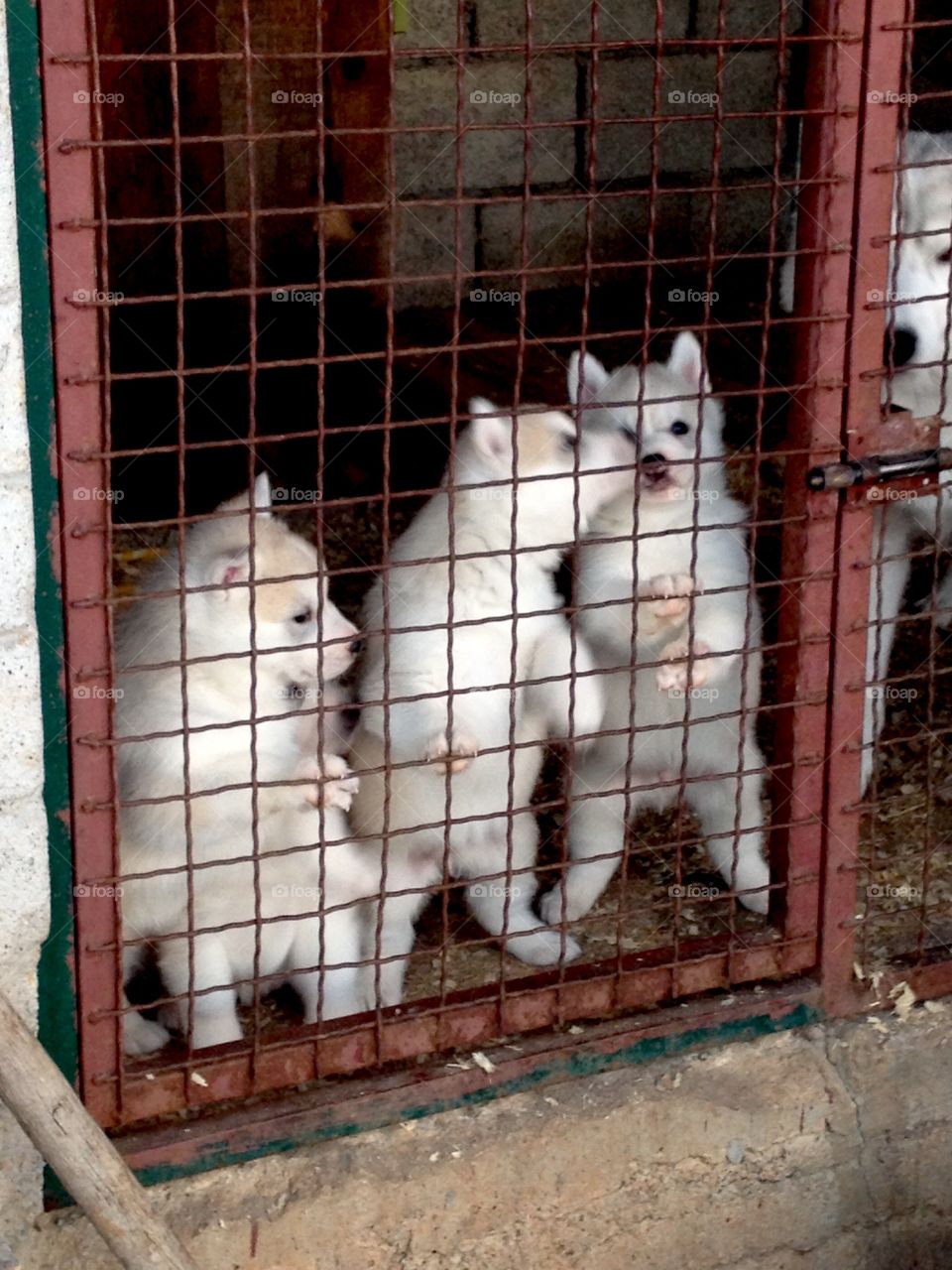 Life is beautiful with puppies