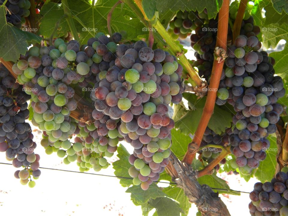 Sonoma Grapes 