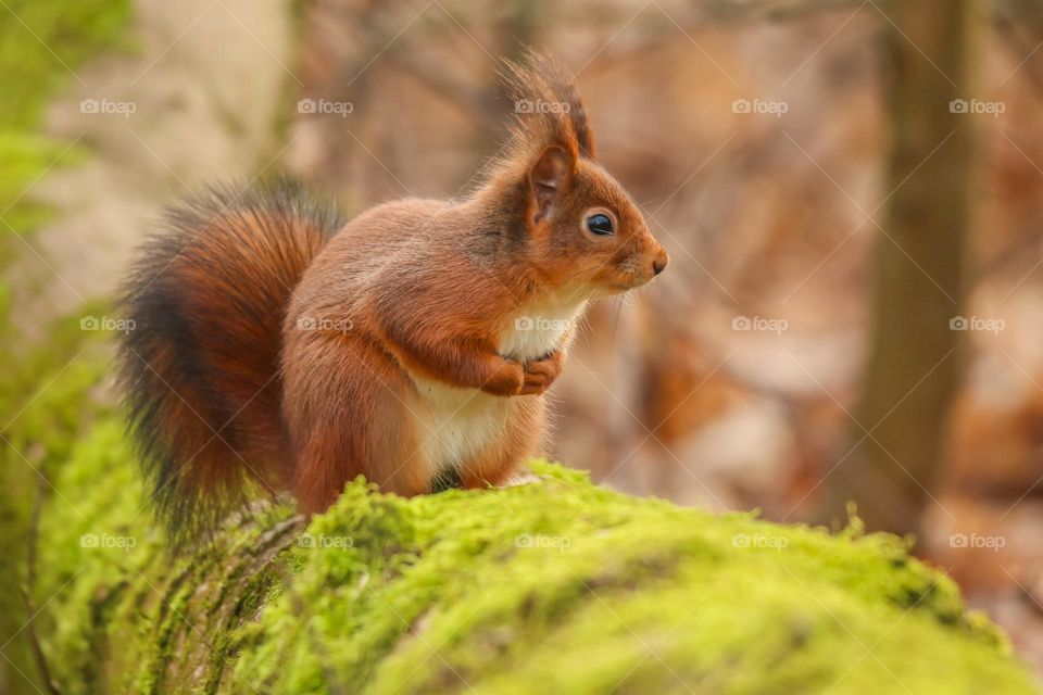 Red squirrel close-up portrait in a forest