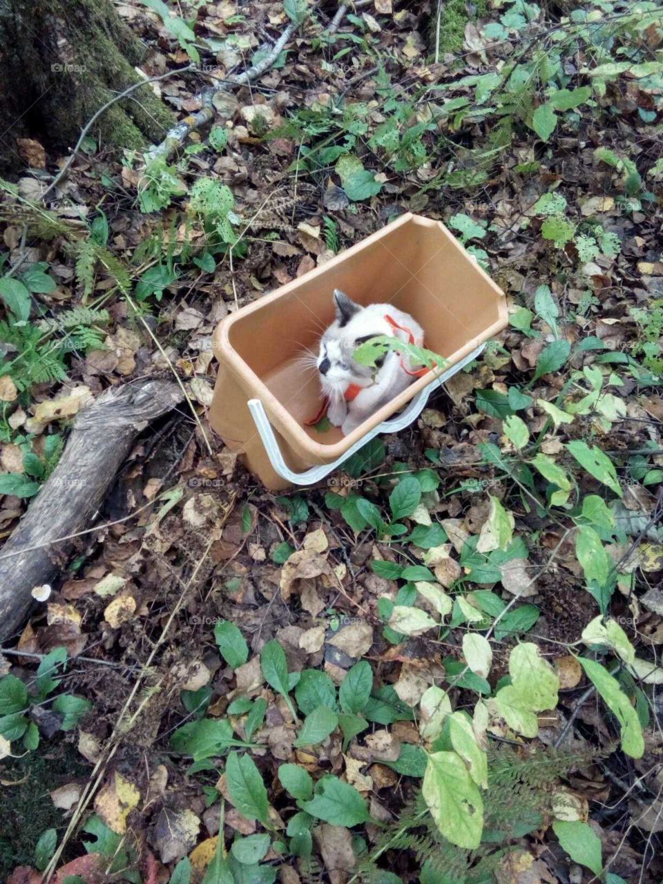 прогулка за грибами